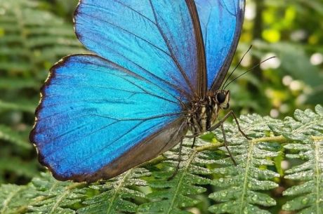 KONYA LALE TARLALARI – SİLLE – KELEBEKLER BAHÇESİ TURU