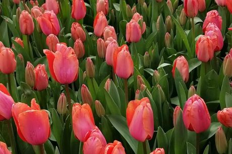 KONYA LALE TARLALARI – SİLLE – KELEBEKLER BAHÇESİ TURU